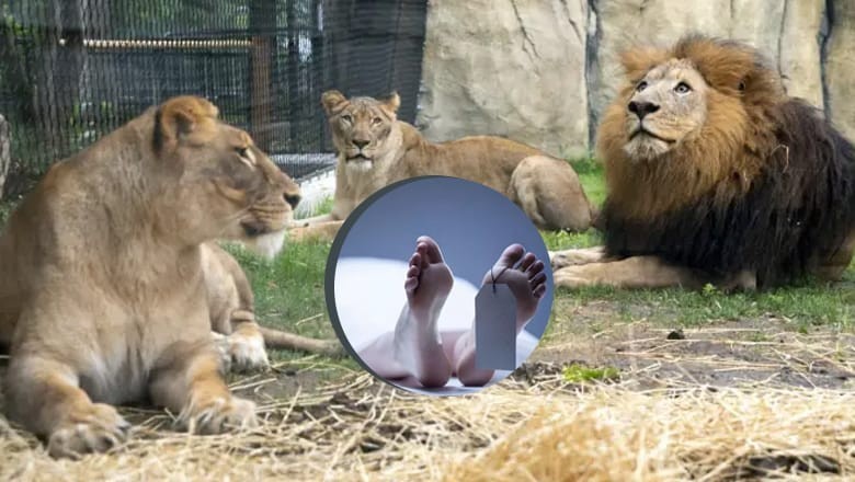 Man mauled to death after falling inside lions' enclosure at Bahawalpur Zoo