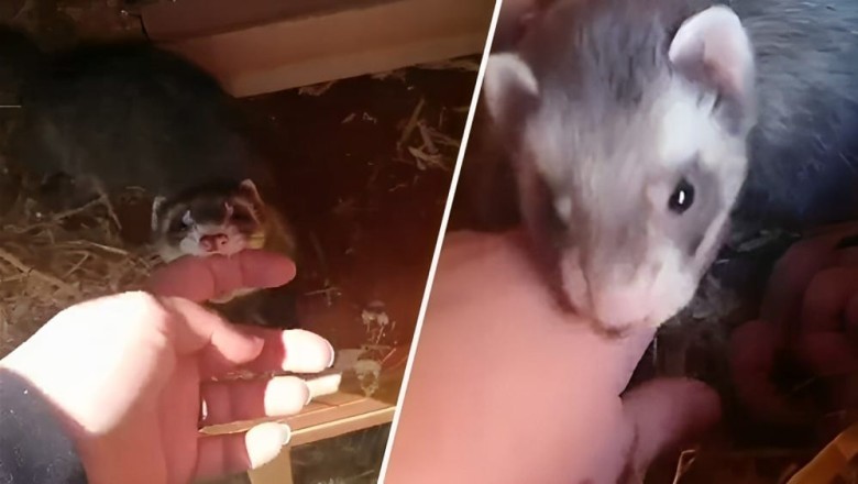 WATCH: Squirrel introduces woman to her newly born babies
