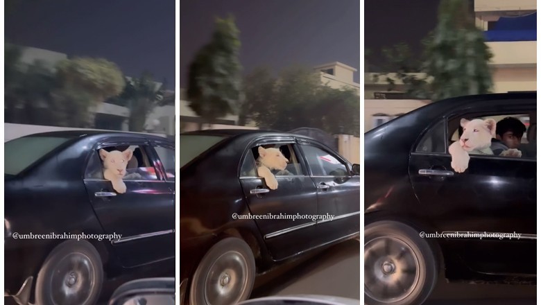 Video of lion cub sitting in backseat of car goes viral