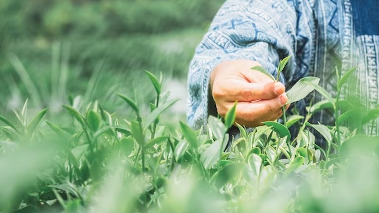 Man chops off woman's nose after her children pluck flowers from his garden