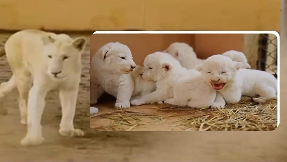 Karachi's private zoo welcomes six white African lion cubs