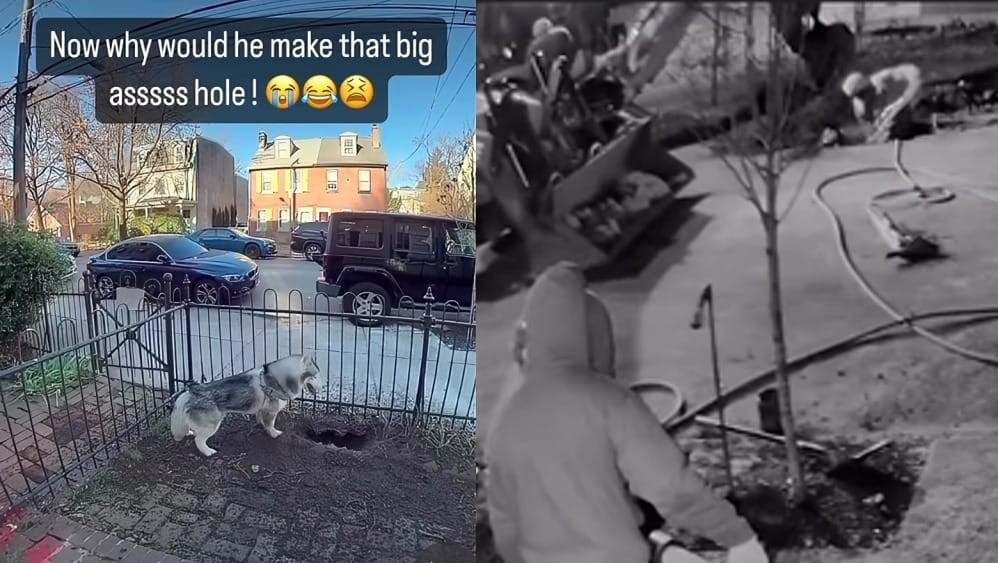 Dog saves neighbourhood from gas explosion
