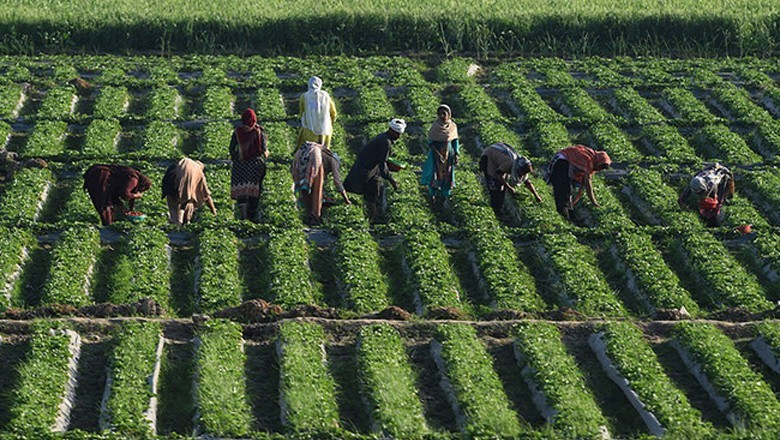 Pak Army-backed firm to start corporate farming on 52,000 acres of land in Sindh