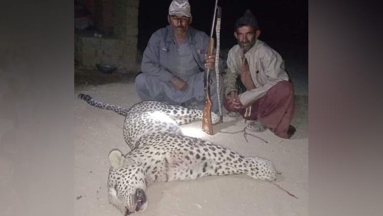 White leopard hunted at Kerthar National Park