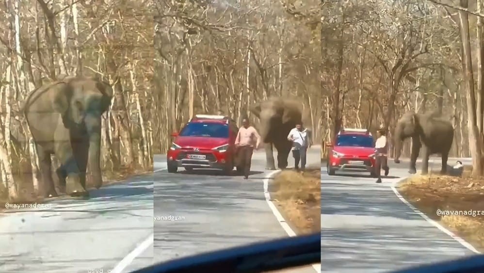 WATCH: Elephant attacks man in India