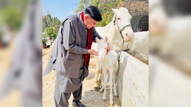 Sheikh Rashid spends time with his favourite horse's foal