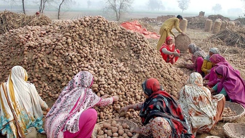 Pakistan secures 9th spot in list of top global potato producers