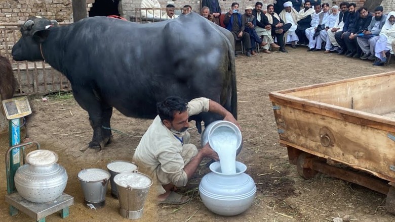 Pakistani buffalo sets world record by producing 37 litres milk in 24 hours