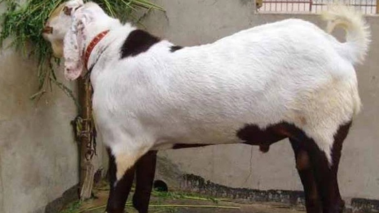 Gujranwala policeman caught red-handed stealing goat with his brother