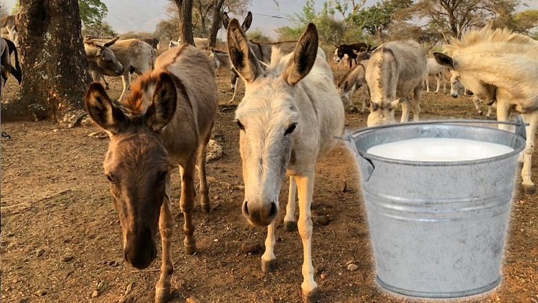 Indian man earns over Rs800,000 by selling donkey milk
