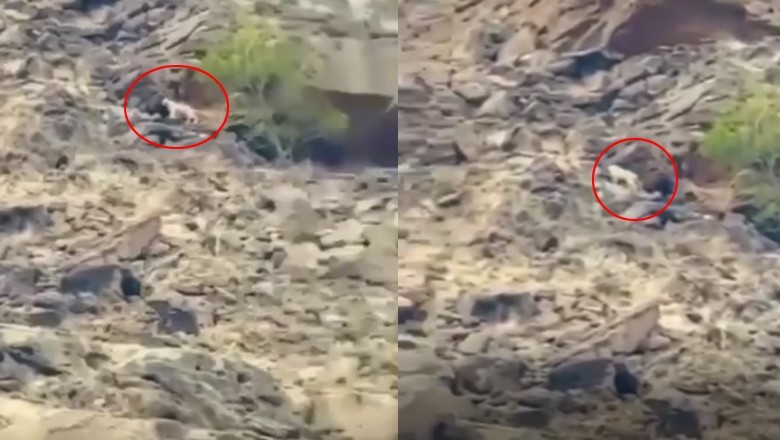 Rare Persian leopard sighting in Balochistan thrills visitors