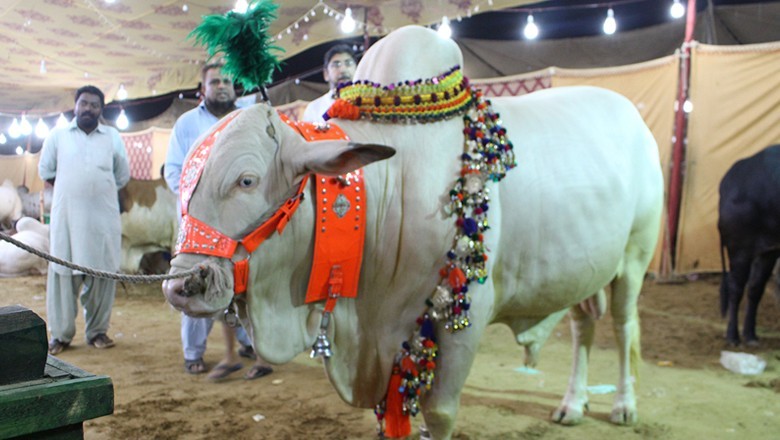 Karachi Maweshi Mandi set to open gates for buyers from May 10