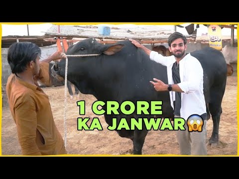 Rs10 million bull up for sale in Karachi