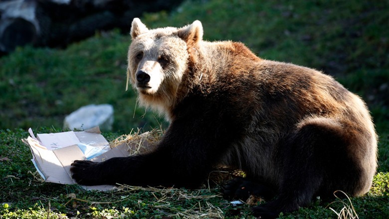 Mansehra woman killed in bear attack