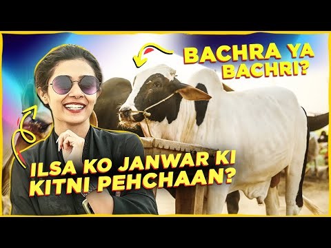 Female vlogger in Karachi mandi