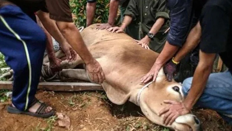 Sacrificial animal injured by robbers in Karachi