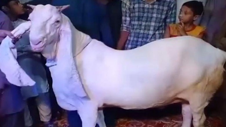 Hyderabad's 240kg 'White Badshah' worth Rs3 million steals the show