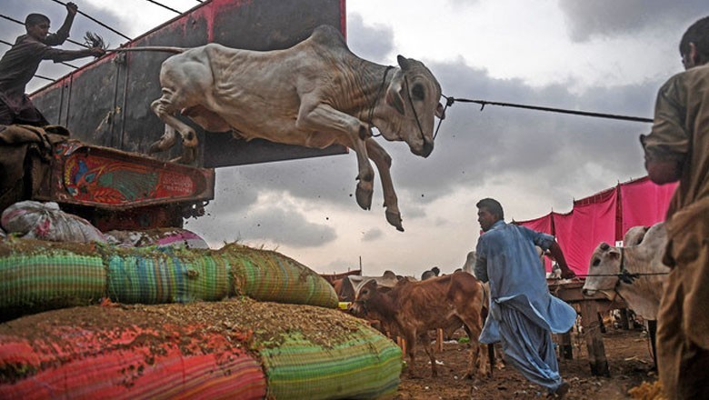 Pakistanis sacrifice 6.8 million animals worth over Rs500 billion on Eid-ul-Adha