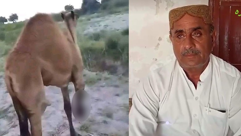 Police fail to find any evidence against landlord in Sanghar camel mutilation case