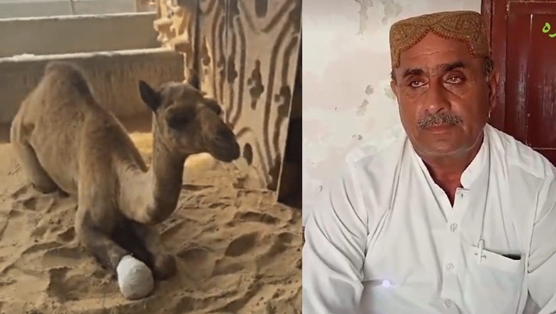 Sanghar court orders case against landlord Ghulam Rasool Shar for camel mutilation incident