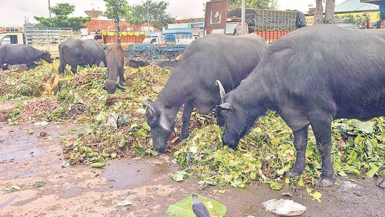 At least 150 buffaloes die as mercury soars to 40°C in Karachi