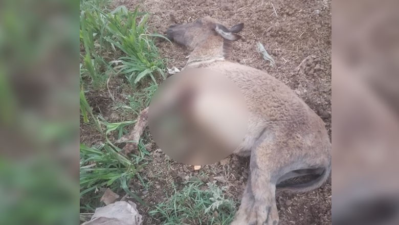 Pregnant donkey killed by influential persons in Rawalpindi