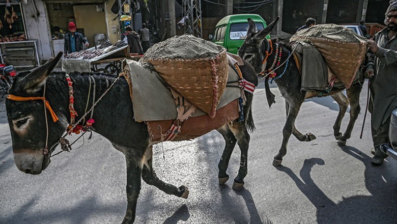 Pakistan to export donkey hides to China
