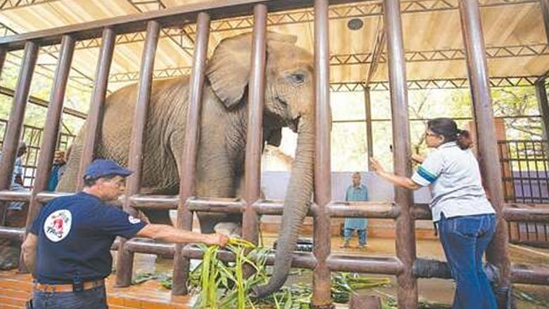 Safari Park elephant Sonia contracts serious infection