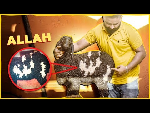 Allah written on the skin of a goat in Karachi