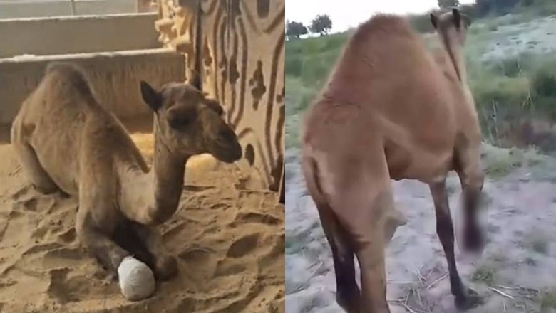 Suspects get bail in Sanghar camel’s leg chopping case