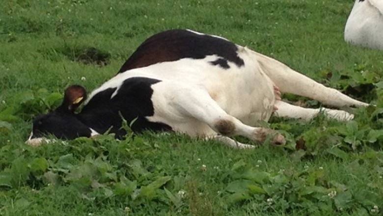 Cow shot in leg for entering fields in Sanghar