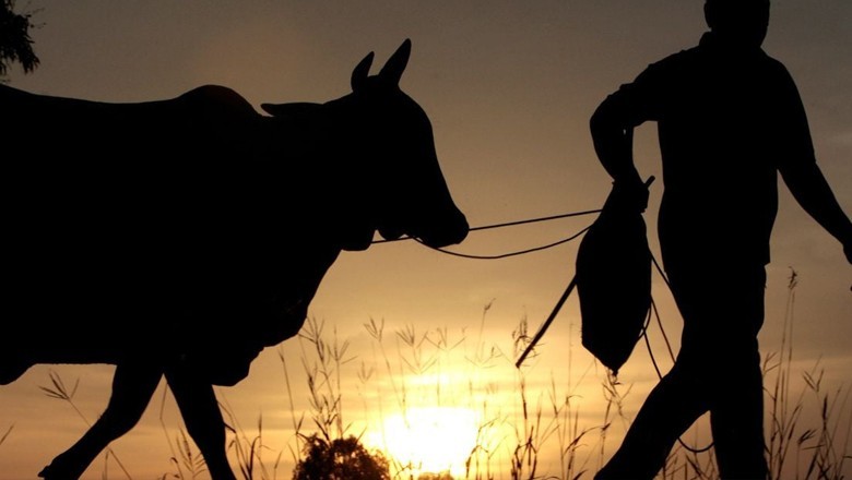 Indian man arrested for sexually assaulting a cow in Madhya Pradesh