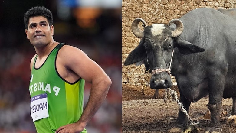 Arshad Nadeem’s father-in-law gifts him buffalo after Olympic gold win