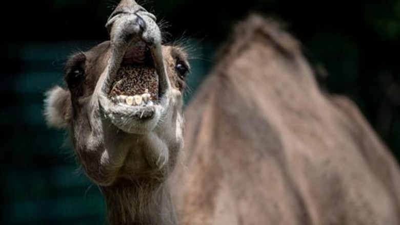 Camel's leg chopped off in Sindh's Umerkot