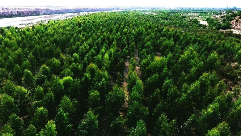 Report reveals irregularities worth billions of rupees in 'Billion Tree Tsunami' project