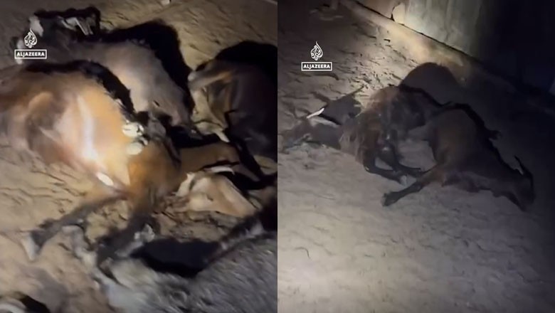 Palestinian family's livestock poisoned to death by Israeli settlers in West Bank