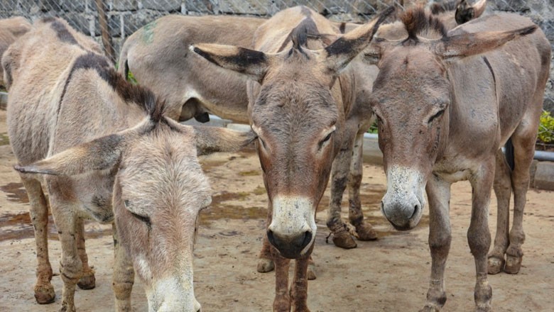 Donkey price hits Rs300,000 mark due to demand for hides in cosmetic industry
