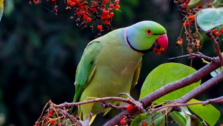 Vets save 21-year-old parrot's life after successful tumour surgery
