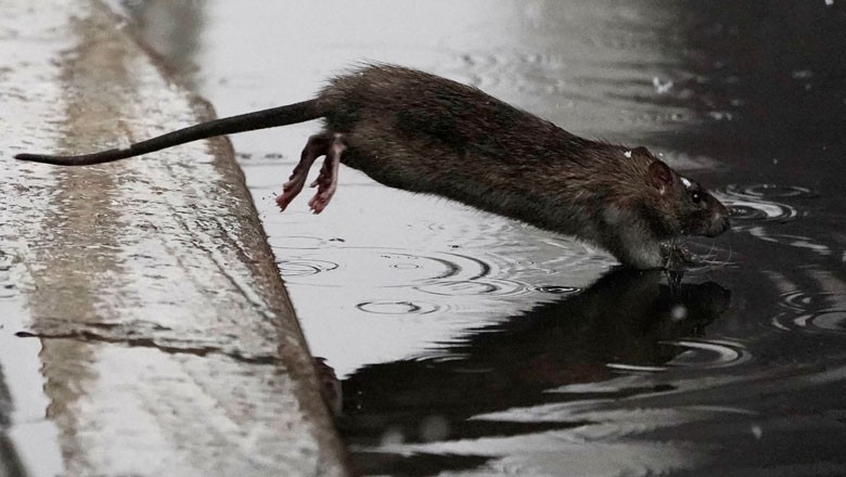 New York becomes most 'rat-infested' city in US