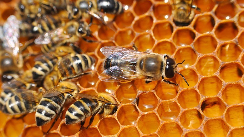 Honeybee venom kills breast cancer cells: study