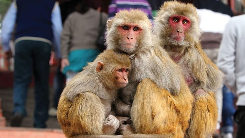 Monkeys become heroes after saving minor girl from being raped