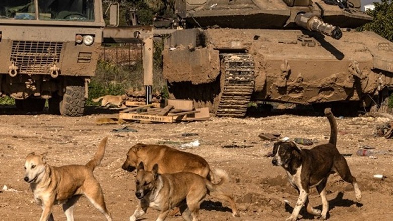 Stray dogs eating deceased Palestinians’ bodies in streets of Jabalia: report