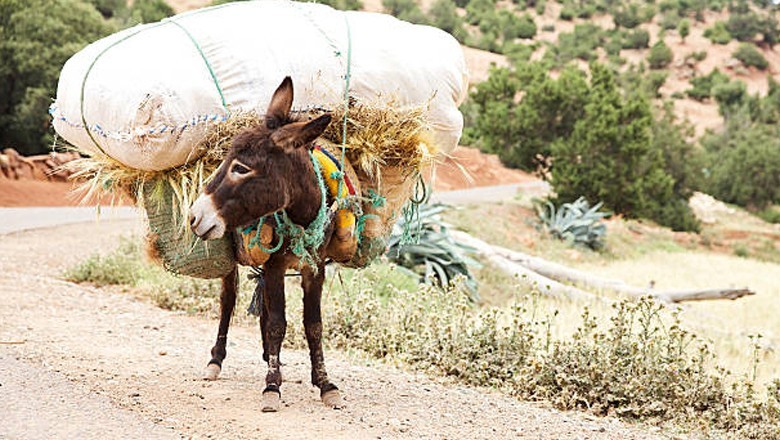 Khyber Pakhtunkhwa declares overloading and other cruelty to animals illegal