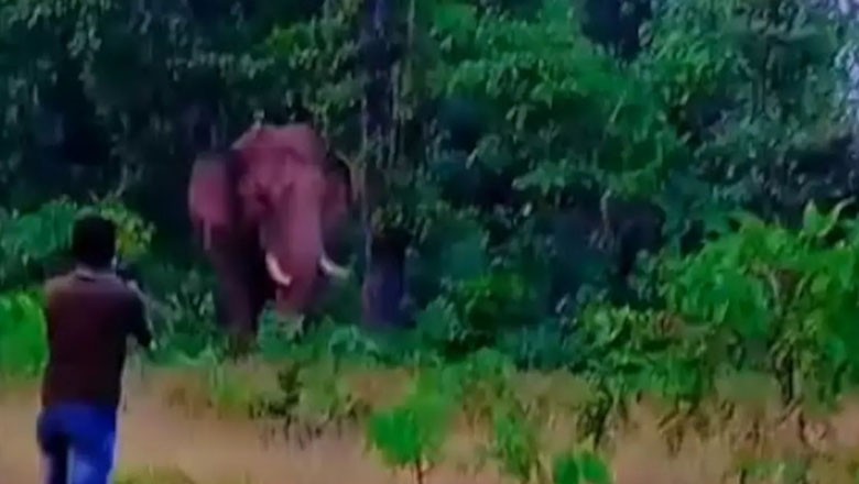 Elephant tramples labourer to death as he tries to take selfie with it