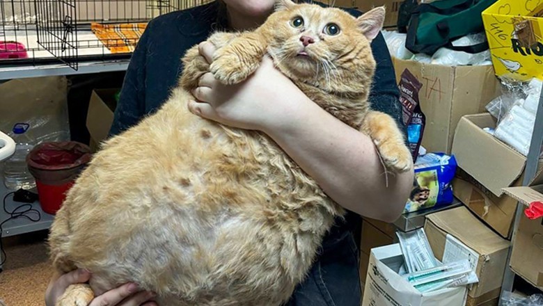 Kroshik: World's fattest cat dies after weight loss camp