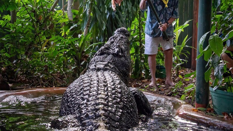 Cassius: World’s largest captive crocodile dies in Australia