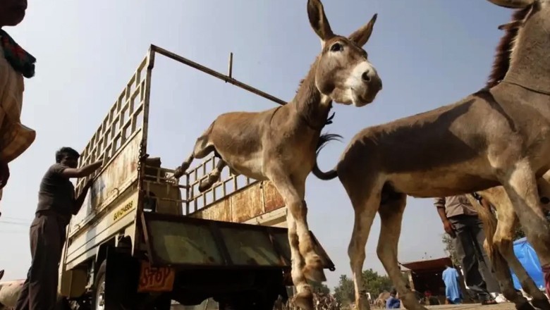 Donkey rates soaring in Pakistan due to high demand from China