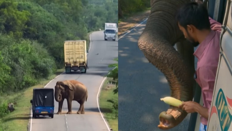 Watch: Sri Lankan elephant Raja becomes famous for ‘road tax’ collection