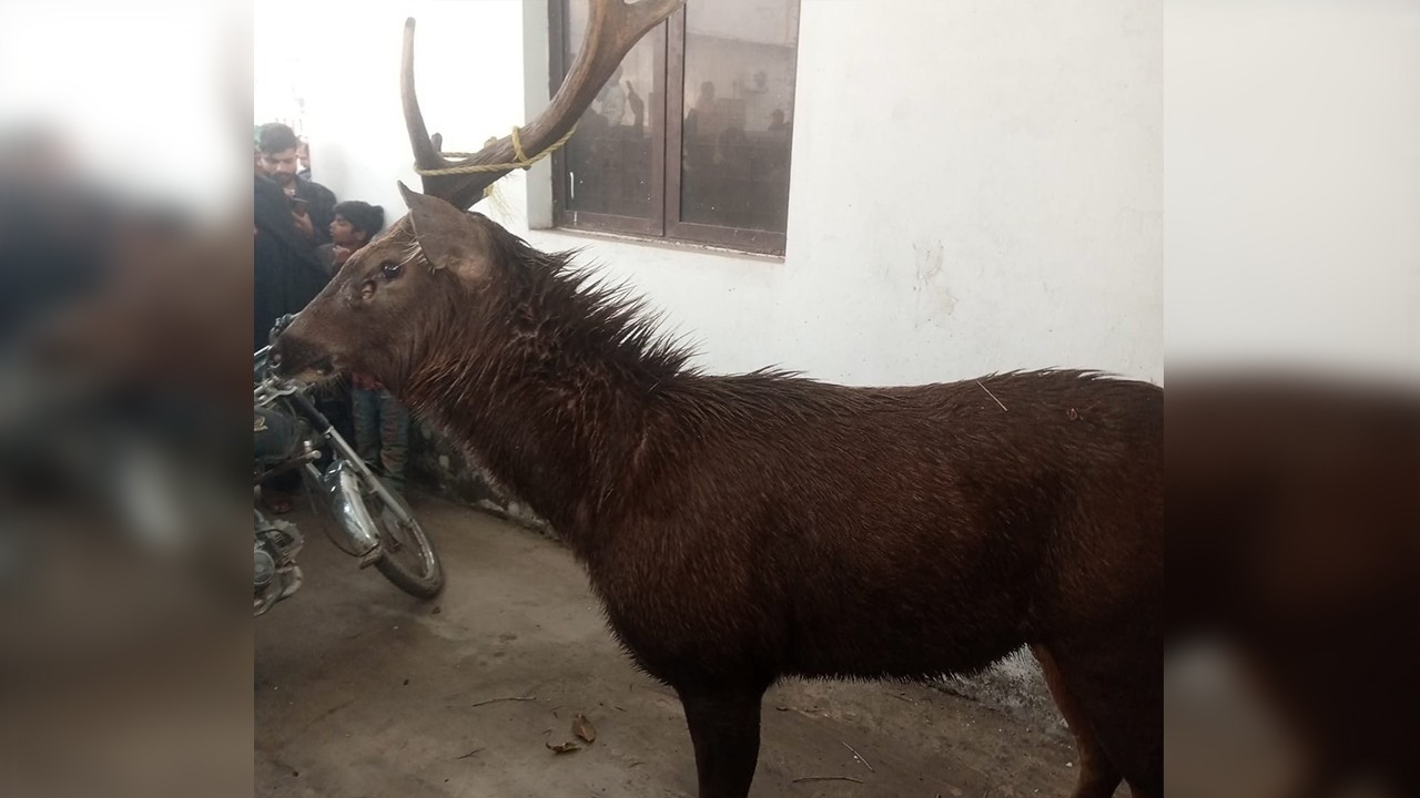 Hungry Sambar deer crosses border into Pakistan from India