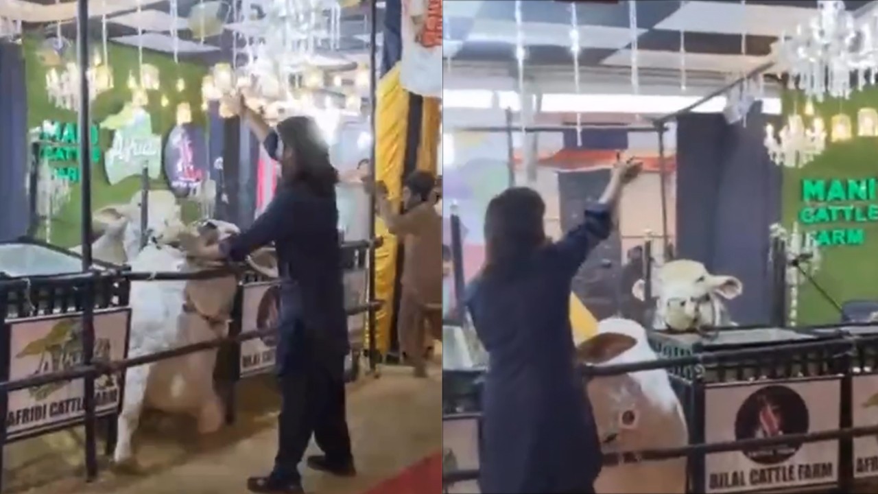 Two cattle die from electrocution at Sindh Livestock Expo 2025